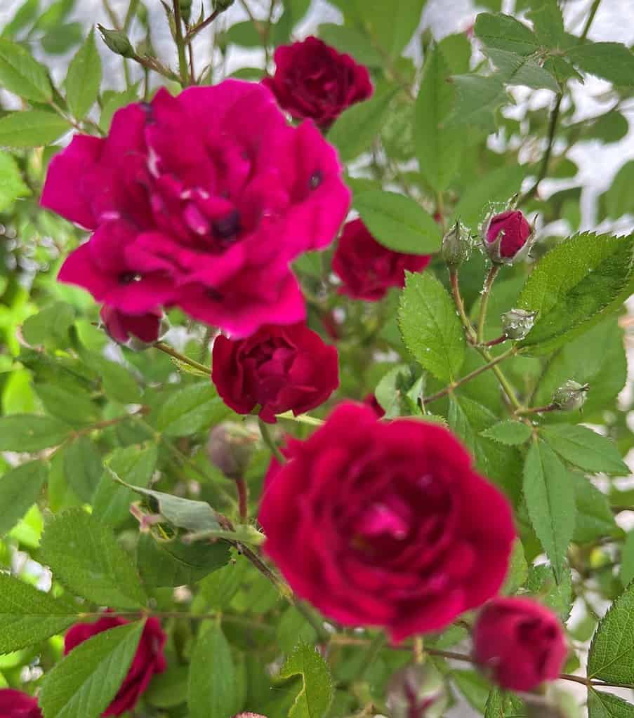 Rosenhaven i Valbyparken